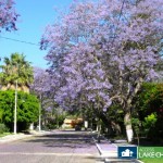 jacarandas trees La Floresta