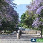 Horses in La Floresta Ajijic