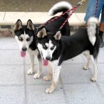 Two Huskies on a leash