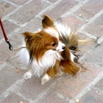 Taking a walk to Ajijic