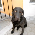 Black dog waiting for owner