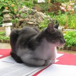 Cat at the Lake Chapala Society