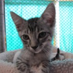 Cat at the Animal Shelter in Riberas