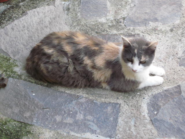 Cat at one of Alicia's Care Homes