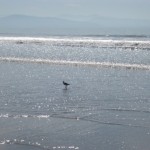 A Visit From Ajijic to San Blas Nayarit Mexico