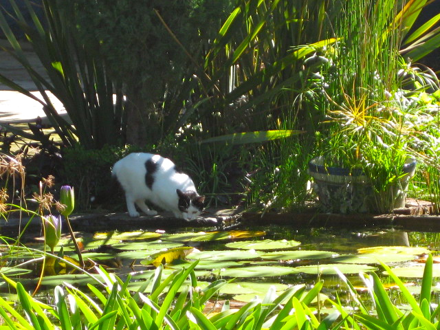 Cat looking into Pond