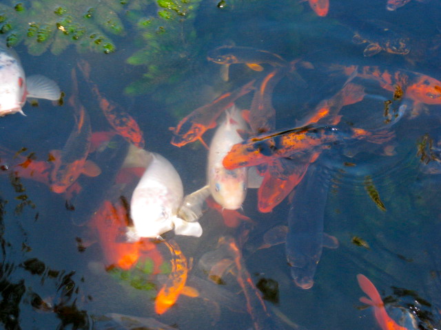 Koi in the Pond