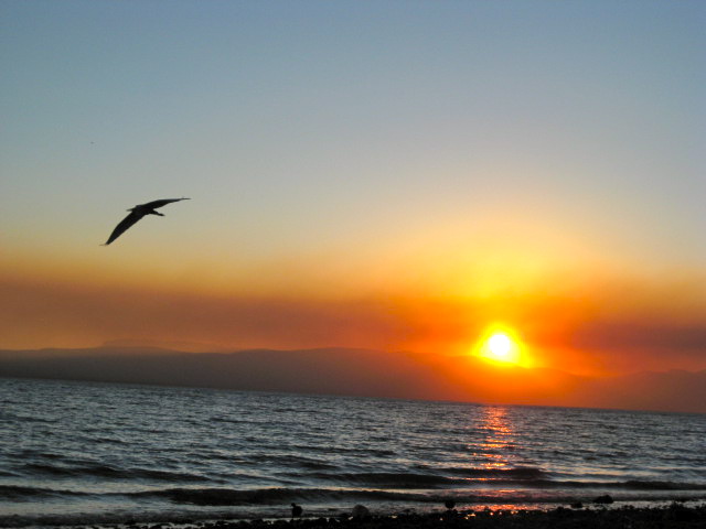 Bird Flying over Lake Chapala at Sunset
