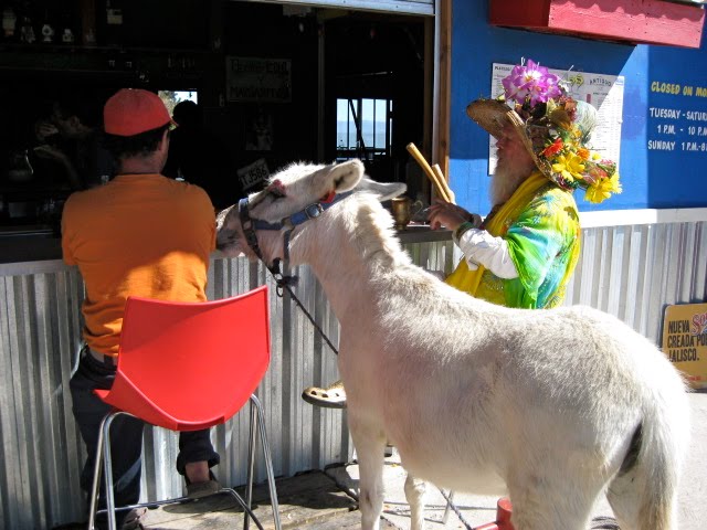 The Donkey at the Outside Bar