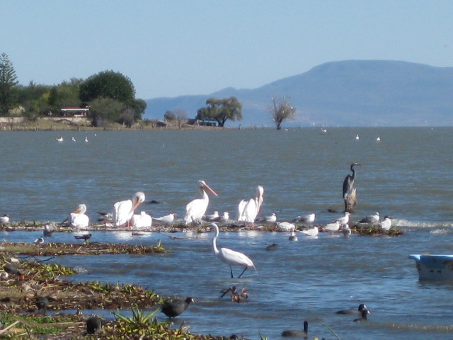 Pelicans on the Lake Behind the Real de Chapala Hotel