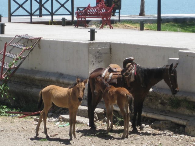Horse and Two Babies