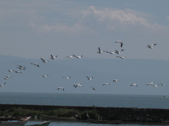 Pelicans over the Lake
