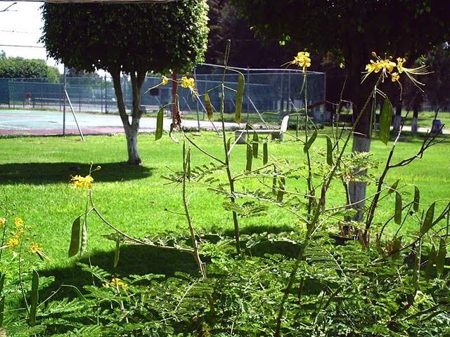 Flowers in the Park, Tennis Courts in Background