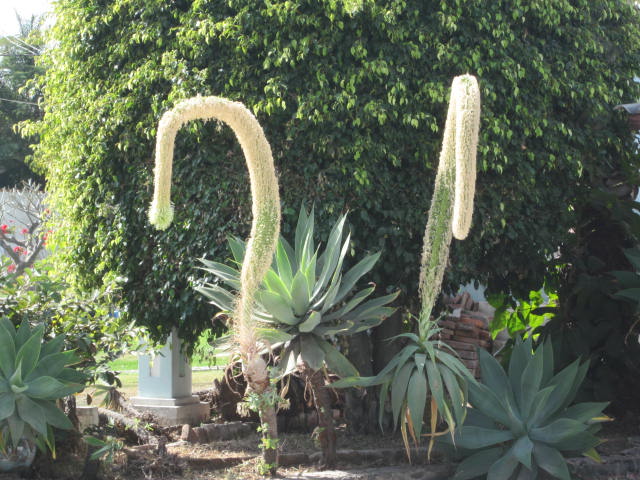 Plants in the Garden