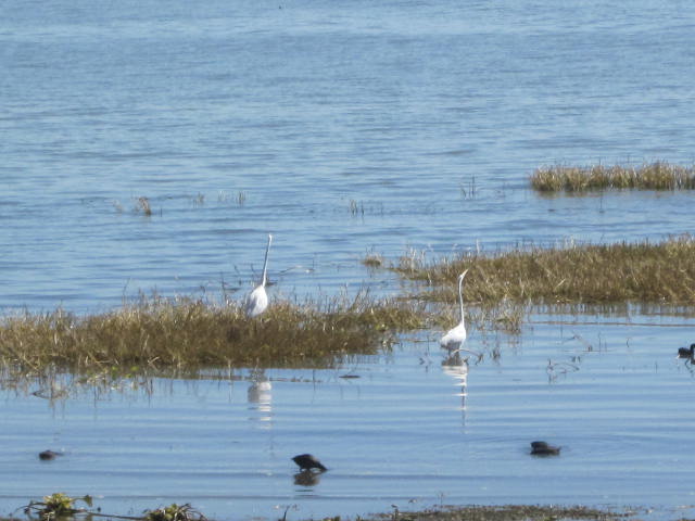 Birds behind the Real del Chapala Hotel