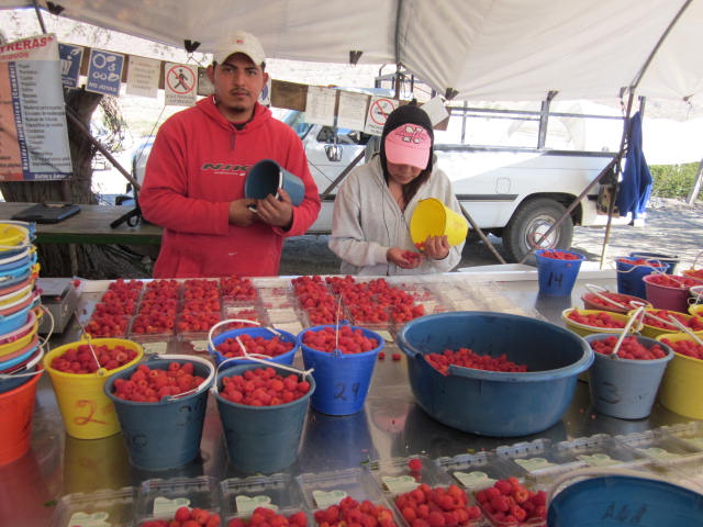 Buying the Raspberries in Jocotepec