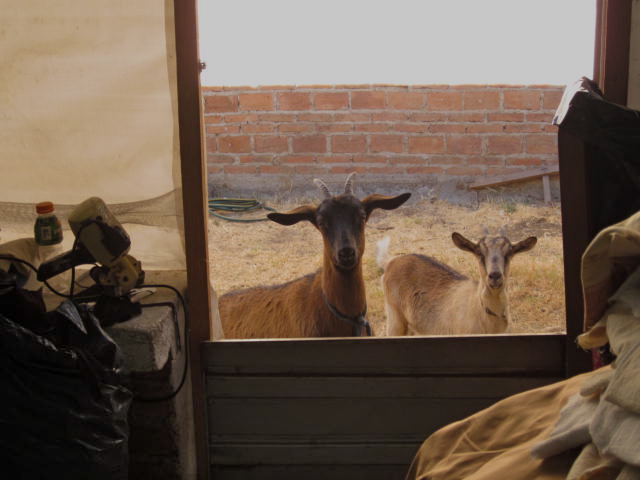 Curious Goats Looking in the Window