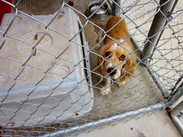 Dog in Dog Shelter