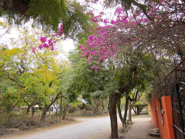 Trees in Bloom