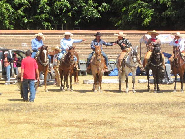 Dancing Horses