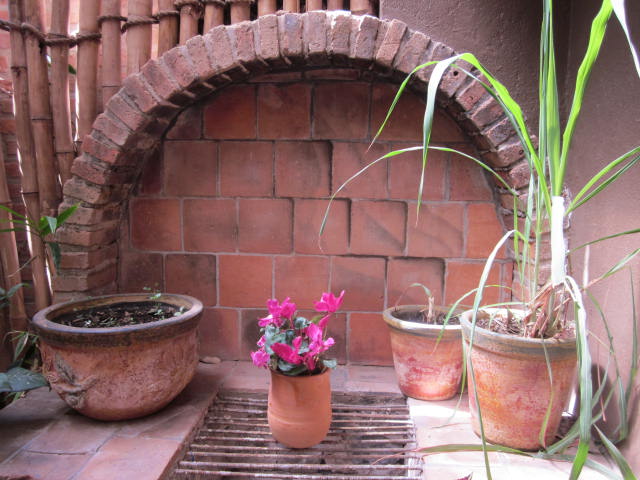 Lemongrass Growing in the Outside Patio Area