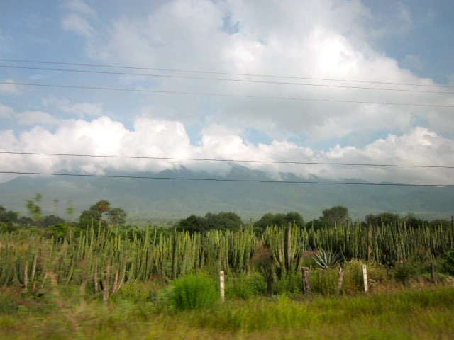 Along the Road to Sayula