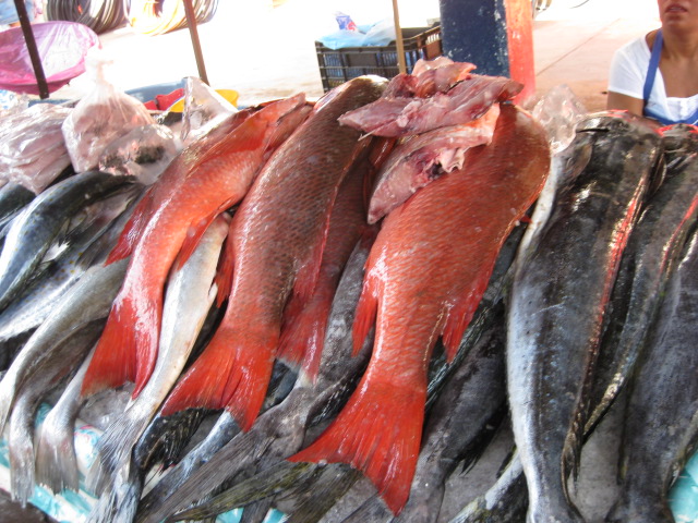 Fresh Fish For Sale
