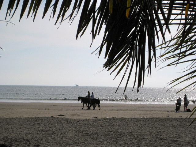 Horses on the Beach