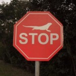 Iguana Sign on road in Mexico