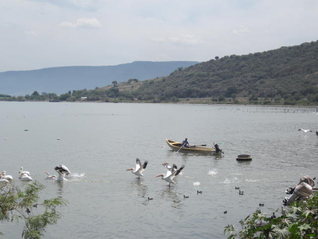 Pelicans around a boat