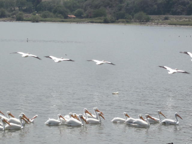 Pelicans in and above the water