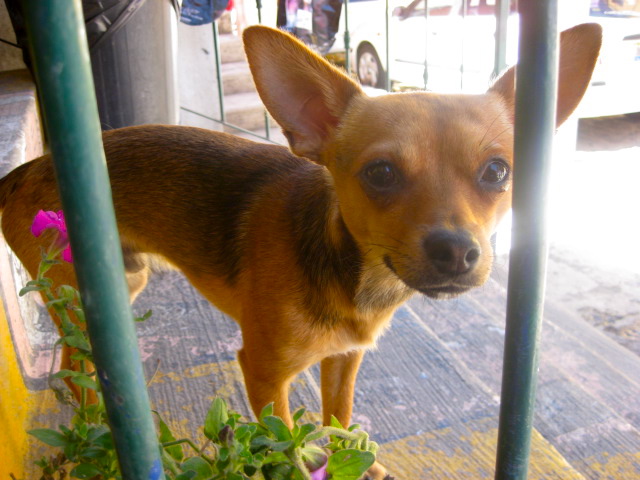 Chihuahua looking through fence