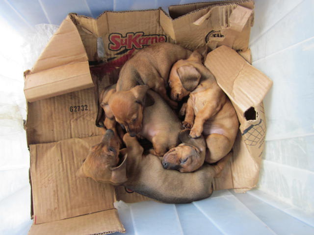 Puppies in a Box
