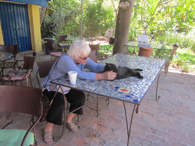 Resident Cat at the Lake Chapala Society