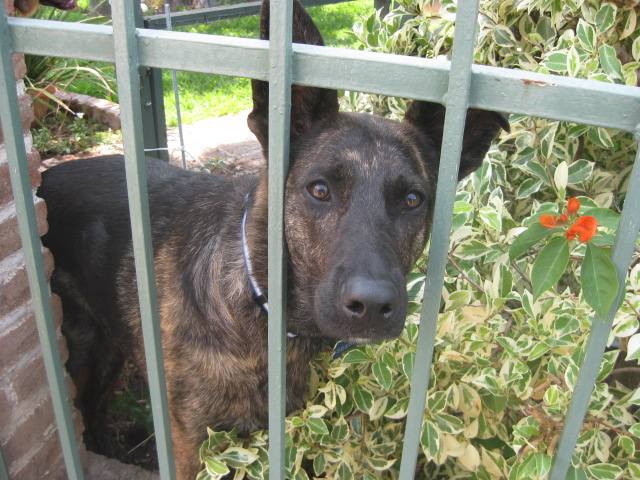 Another Curious Dog, looking through the fence