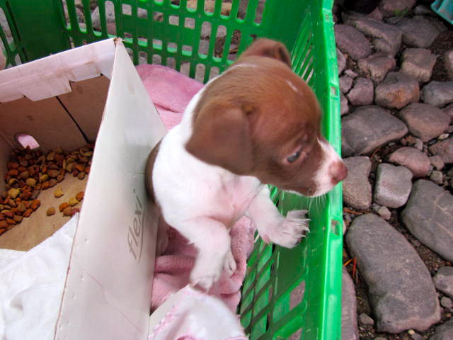 The World Must be Exciting through the eyes of this puppy