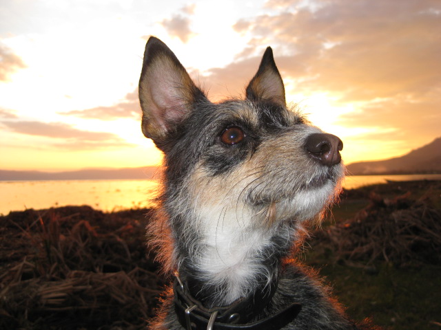 Chico, enjoying the sunset