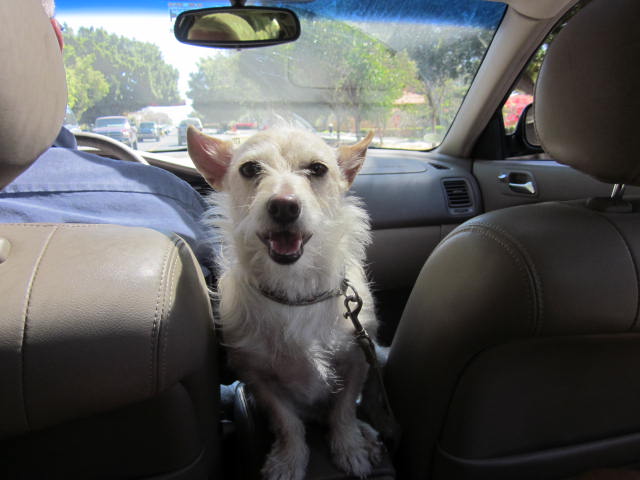 Dog in a Car