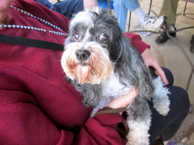 Dog in a Lap at the Lake Chapala Society