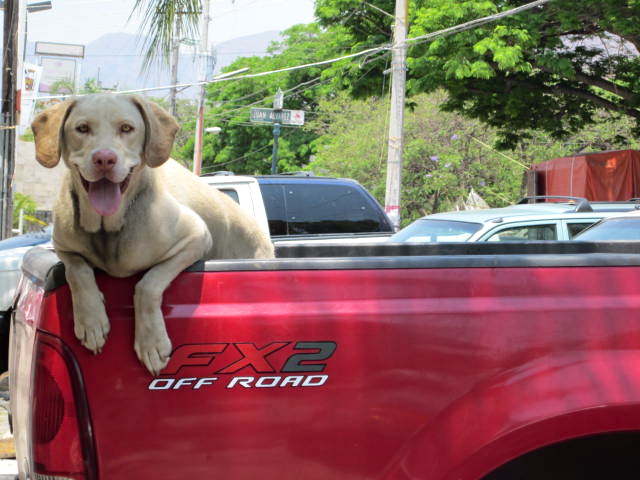 Dog in the Back of a Truck