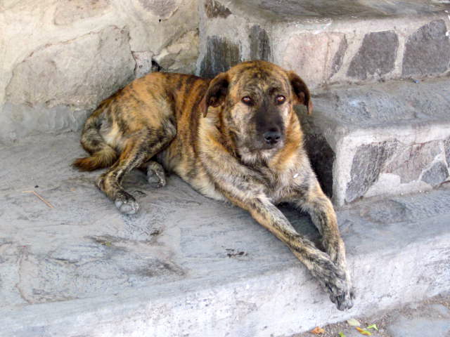 Street dog, enjoying the afternoon