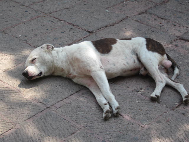 Sleeping Street Dog