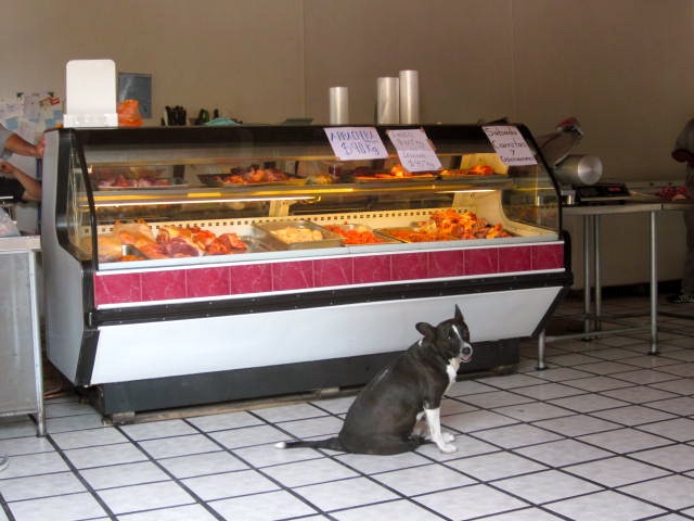 Dog Inside the Butcher Shop in Ajijic