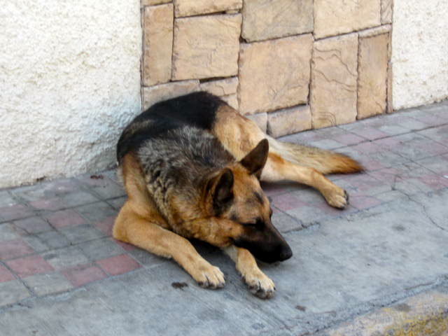 Sleeping Dog
