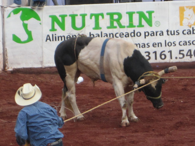 Captured Bull