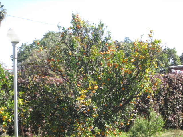 Orange Tree in the Yard