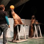 Seals show in Carnaval Chapala