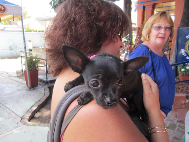Scared Puppy