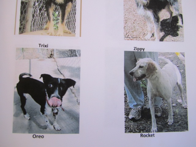 oPhotos of Dogs up for Adoption
