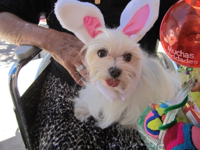 Puppy becomes Bunny